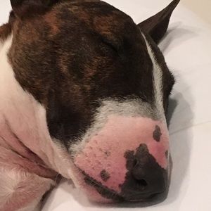 Meet your Posher, Nora